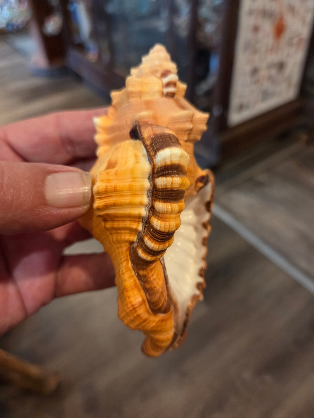Black Spotted Triton Shell – Cymatium lotorium