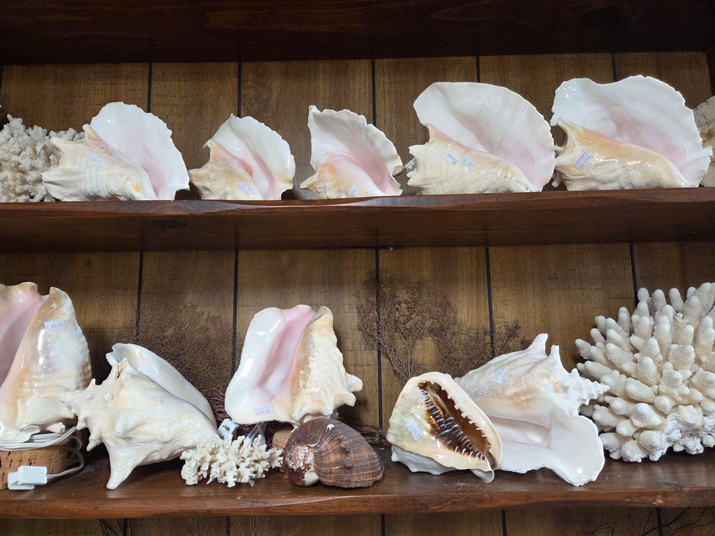 Pink Queen Conch Display Shell- Not Pierced (Strombus gigas)
