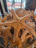 Superb Natural Starfish