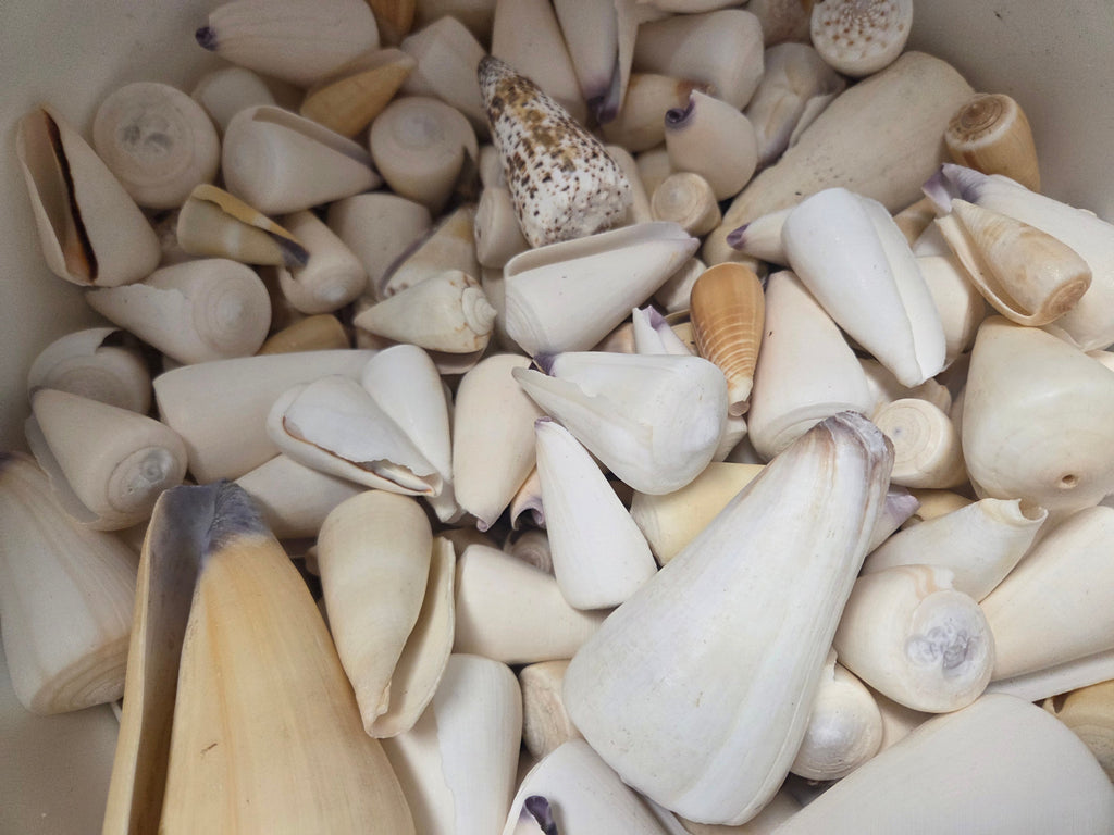 Bulk Cone Shell Mix – Approx. 35 Shells per lb for Crafting & DIY Projects
