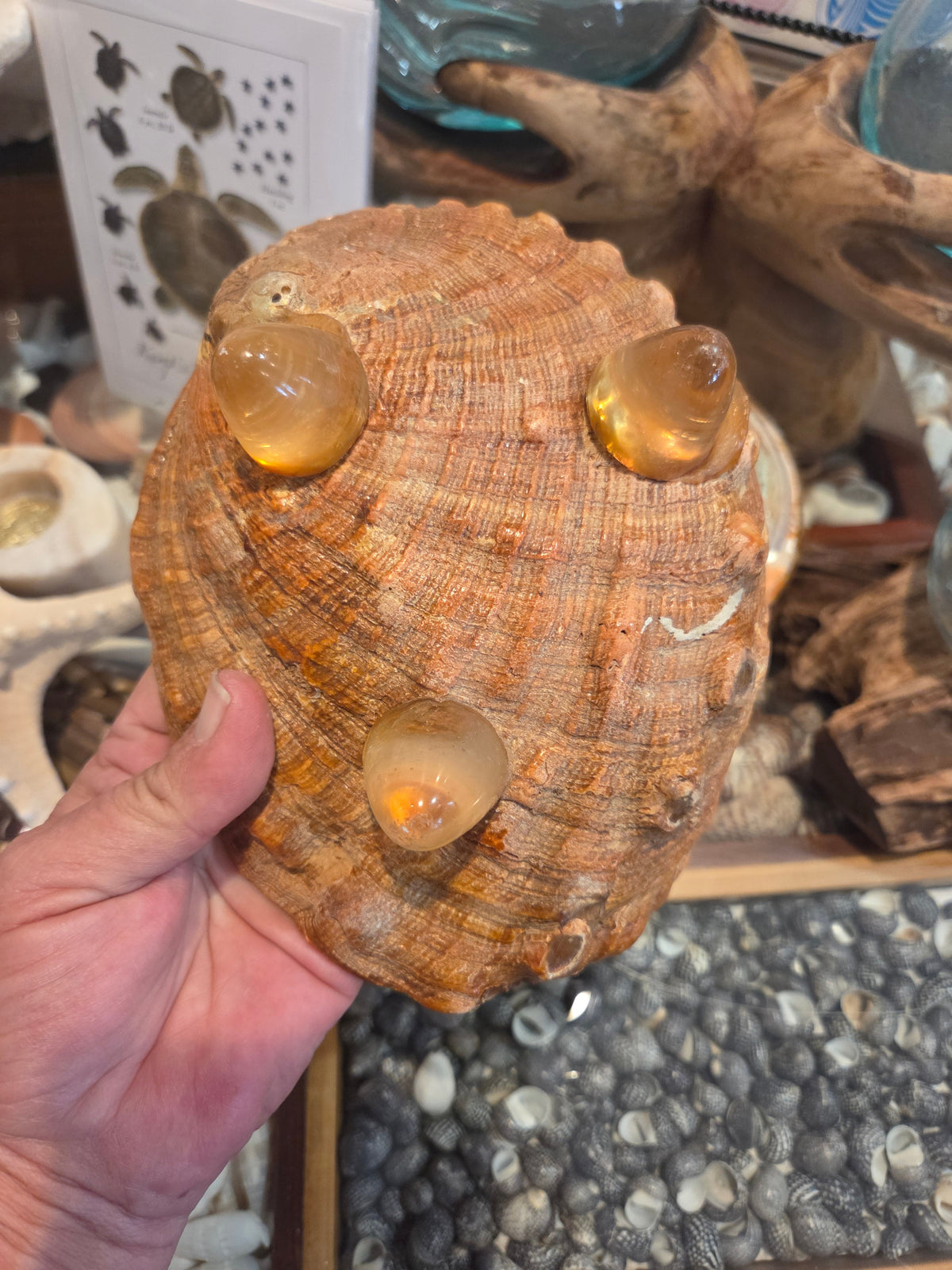 Vintage Red abalone shell footed dish