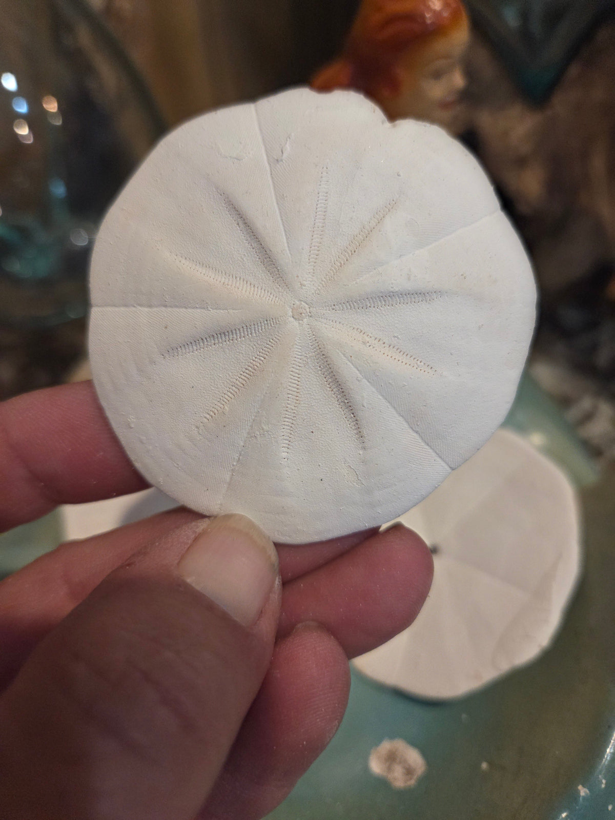 Flower Sand Dollar- Arachnoides placenta