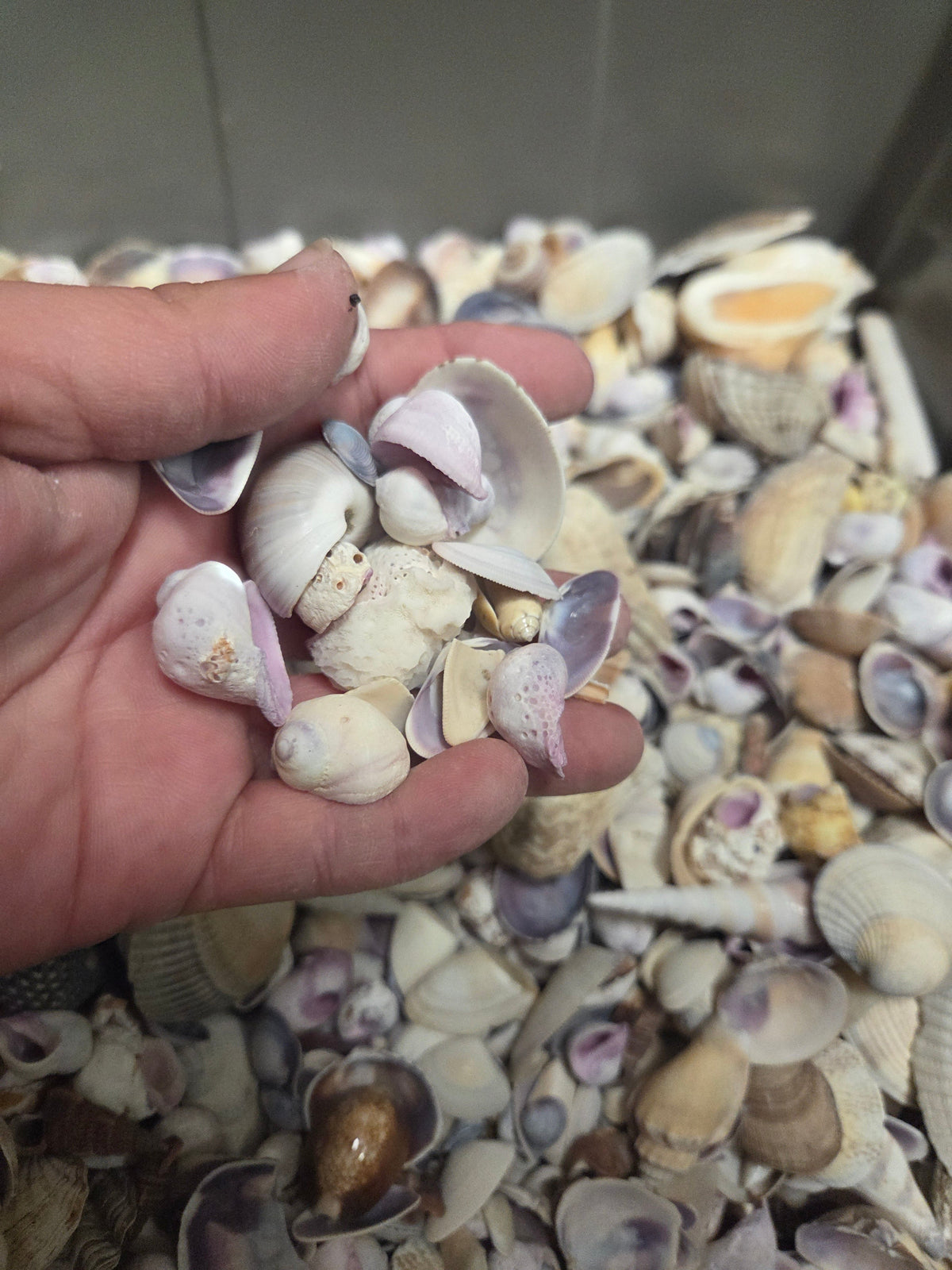 Purple and Natural Seashell Assortment Mix