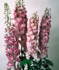 Delphinium Magic Fountain Lilac Pink Perennial Plant 20 Seeds - Full Sun - Old Fashioned Favorite (Delphinium elatum)