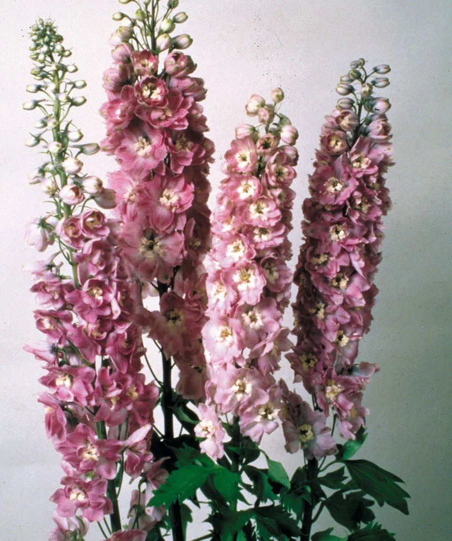 Delphinium Magic Fountain Lilac Pink Perennial Plant 20 Seeds - Full Sun - Old Fashioned Favorite (Delphinium elatum)