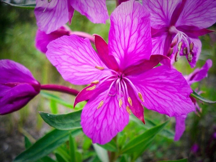 Fireweed Rhizome - Chamaenerion angustifolium - Perennial Plant for Gardens, Edible Landscaping, and Pollinator Attractant