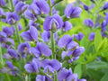 Live Baptisia Australis Blue Indigo Plant - Perennial Flowering Plant Bare Root