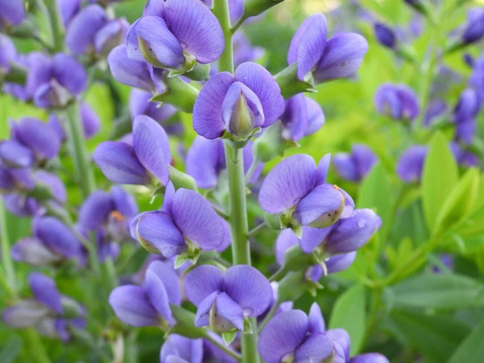 Live Baptisia Australis Blue Indigo Plant - Perennial Flowering Plant Bare Root