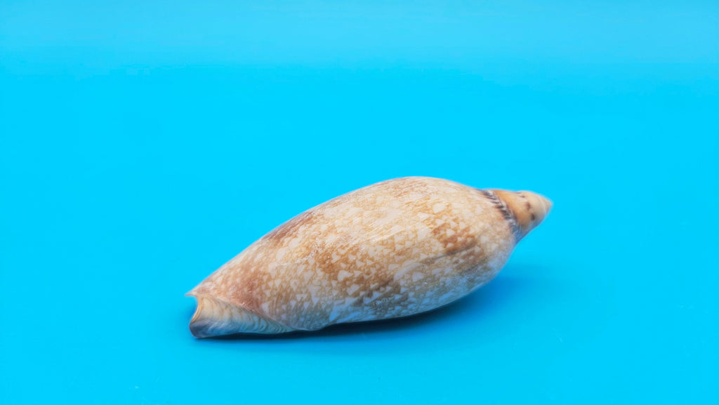 Exquisite Polished Damon's Volute Sea Shell (2.9 in) Voluta damoni