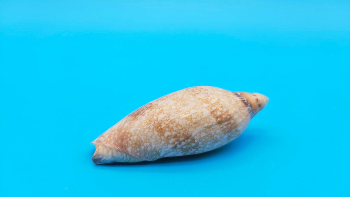 Exquisite Polished Damon's Volute Sea Shell (2.9 in) Voluta damoni