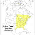 A Peterson Field Guide to Eastern Forests: North America - Paperback