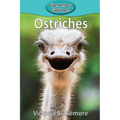 Ostriches - Paperback