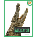Alligator - Paperback
