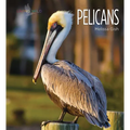 Pelicans - Library Binding