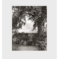 Robert Adams: Cottonwoods - Hardcover