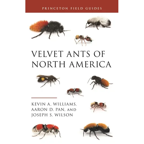 Velvet Ants of North America - Paperback