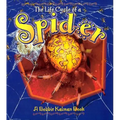 Spider - Paperback