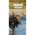 Maine Wildlife: A Folding Pocket Guide to Familiar Animals - Paperback