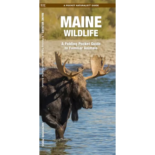 Maine Wildlife: A Folding Pocket Guide to Familiar Animals - Paperback