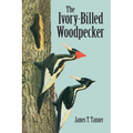 The Ivory-Billed Woodpecker - Paperback